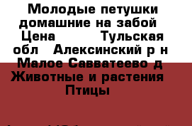 Молодые петушки домашние на забой › Цена ­ 250 - Тульская обл., Алексинский р-н, Малое Савватеево д. Животные и растения » Птицы   